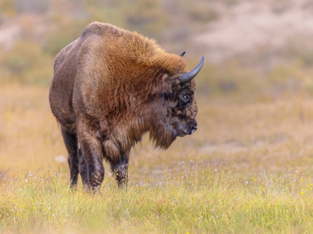 istock Wisent or European bison one animal 2076006562