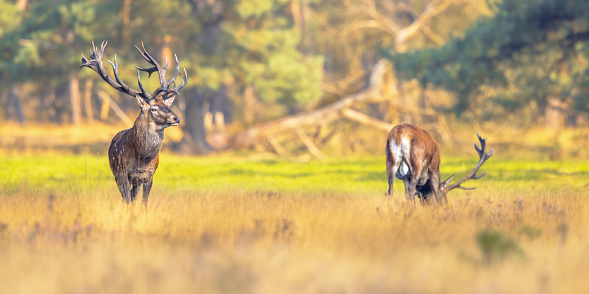 Two Male red deer (Cervus elaphus) posing in the sun.The red deer inhabits most of Europe. a male animal is caal a stag. Wildlife scene of nature in Europe.