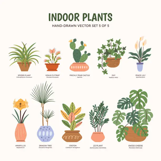 Vector illustration of Indoor Plants - Colorful. Set 5 of 5