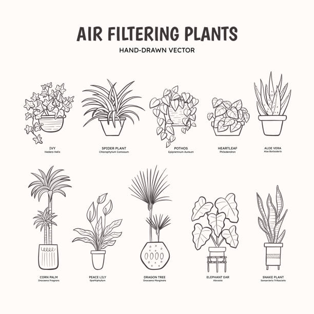 Air Filtering Plants - Lineart Doodle set of air-purifying plants for indoor spaces. Plants drawing that clean the air of harmful substances. English and scientific names below the plant drawing. Lineart vector illustration. spider plant animal stock illustrations
