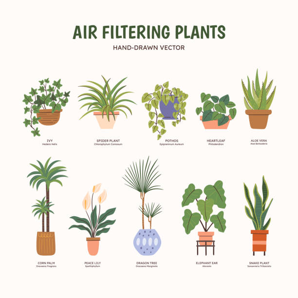 Air Filtering Plants - Colorful Clipart set of air-purifying plants for indoor spaces. Plants drawing that clean the air of harmful substances. English and scientific names below the plant drawing. Colorful vector illustration. spider plant animal stock illustrations