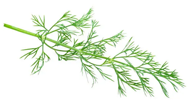 Photo of Green dill leaves isolated on white background.