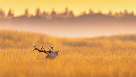 Male red deer (Cervus elaphus) displaying in the sunset on Hoge Veluwe National Park. The red deer inhabits most of Europe. a male animal is caal a stag. Wildlife scene of nature in Europe.