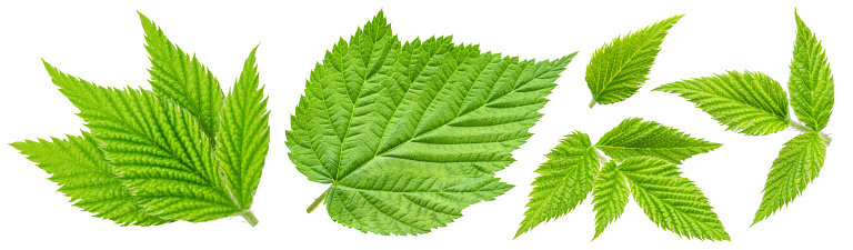 Fresh green raspberry leaves isolated on white background. File contains clipping path.