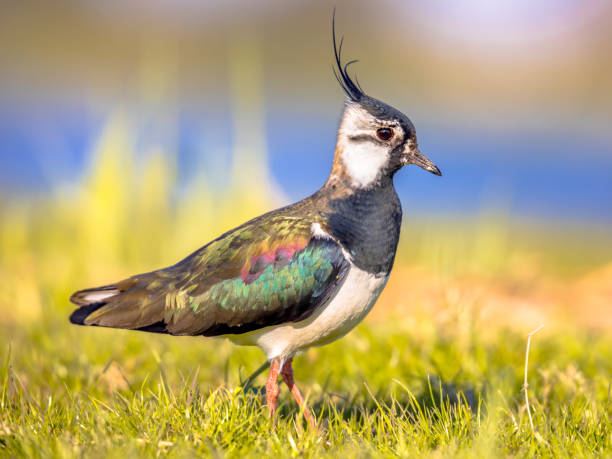 istock Northern lapwing foraging in grassland Netherlands 2076018612