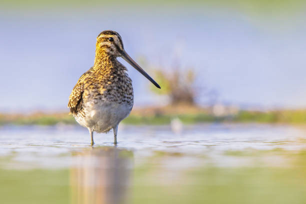 Common snipe wader bird in habitat background Common snipe (Gallinago gallinago) is a small, stocky wader bird native to the Old World. Breeding habitats are marshes, bogs, tundra and wet meadows throughout the Palearctic. Wildlife scene of nature in Europe. common snipe stock pictures, royalty-free photos & images