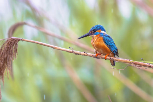 istock Common European Kingfisher Perched on Reed 2076019140