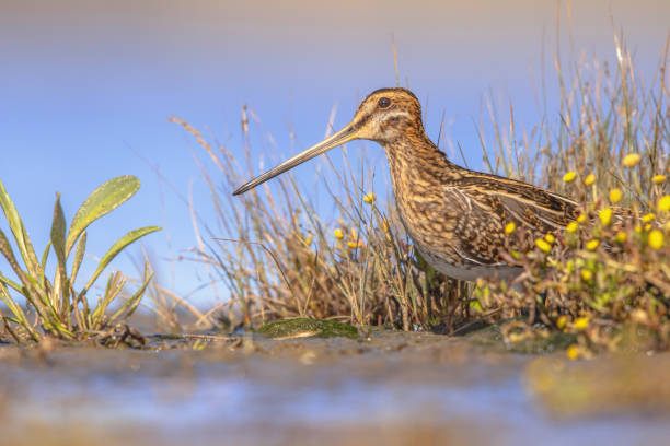 istock Common snipe wader bird in marshland vegetation 2076020168