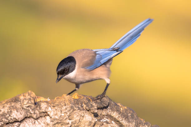 istock Iberian magpie on trunk against bright background 2076020187