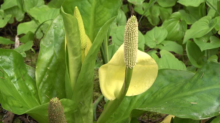 Western Skunk Cabbage (Lysichiton americanus) in a red alder grove, Olympic National Park, Washington, USA