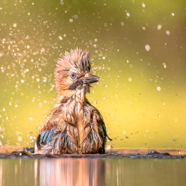 Eurasian Jay (Garrulus glandarius) is a Bird species of passerine in the crow family Corvidae. Bathing in Splashing Water Pond. Wildlife Scene of Nature in Europe.