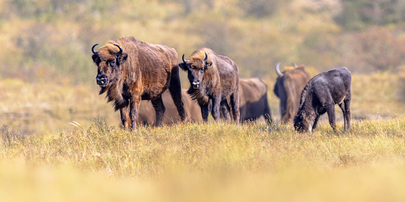 Wisent or European bison (Bison bonasus) group in National Park Zuid Kennemerland in the Netherlands. Wildlife scenen of Nature in Europe.