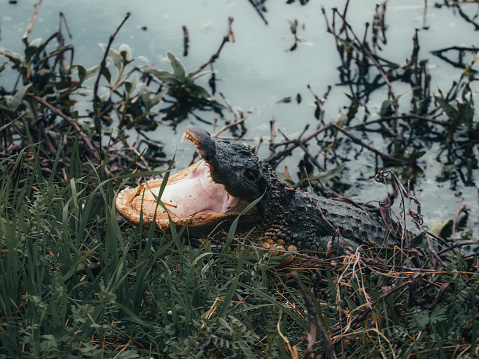An American Alligator feasting on prey partially submerged in water