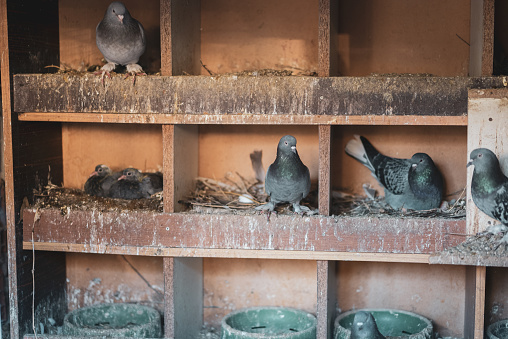 Pigeons and their chicks sitting on perches in farm countryside