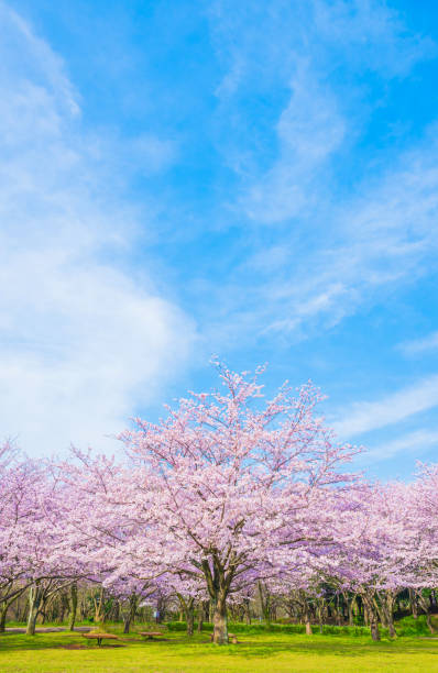 istock Cherry blossoms in full bloom and blue sky and copy space 2076042465