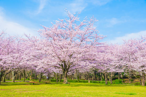 istock Cherry blossoms in full bloom and blue sky and copy space 2076042475