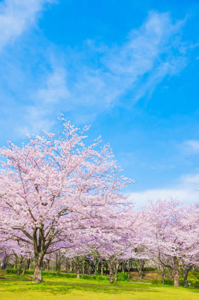 istock Cherry blossoms in full bloom and blue sky and copy space 2076042476