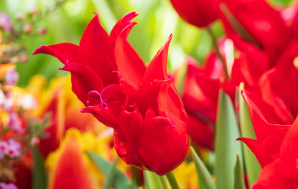 istock red tulips closeup on a blurred background 2076051812