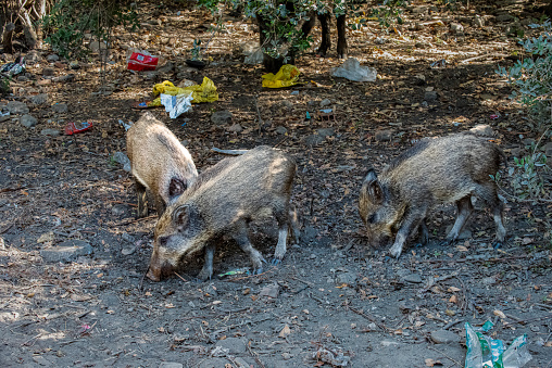 Wild boar cubs in the Dilek Peninsula forest. Dilek peninsula national park