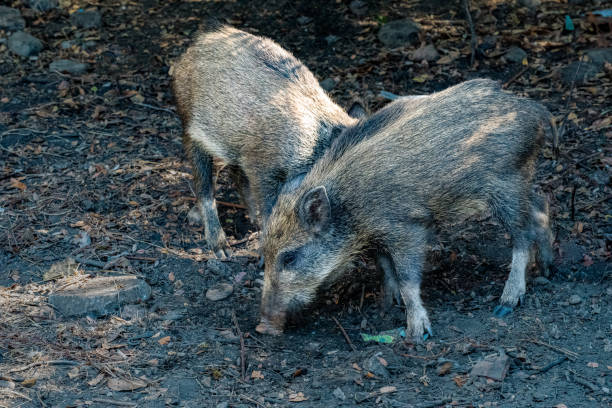 Wild boar cubs in the Dilek Peninsula forest. Dilek peninsula national park