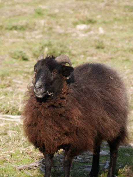 istock Sheep in the sunny field 2076067884