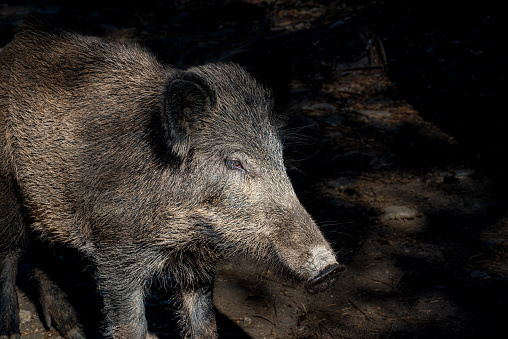Head of Dilek Peninsula wild boar. Dilek peninsula national park