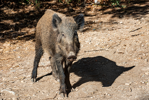 The look of the boar. Dilek peninsula national park