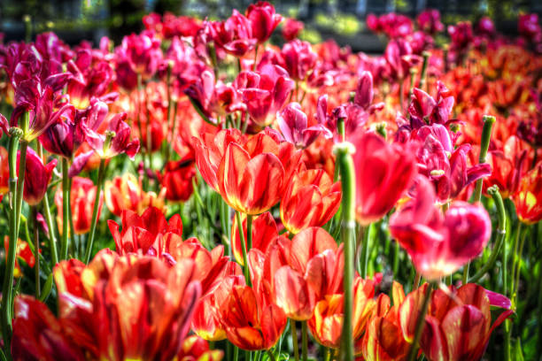flowers and tulips typical of the botanical garden of a villa on Lake Maggiore in italy.