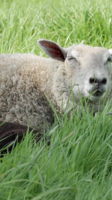 In the midst of tall, vibrant green grass, a white sheep and a black lamb recline in perfect harmony. Vertical video, pan.