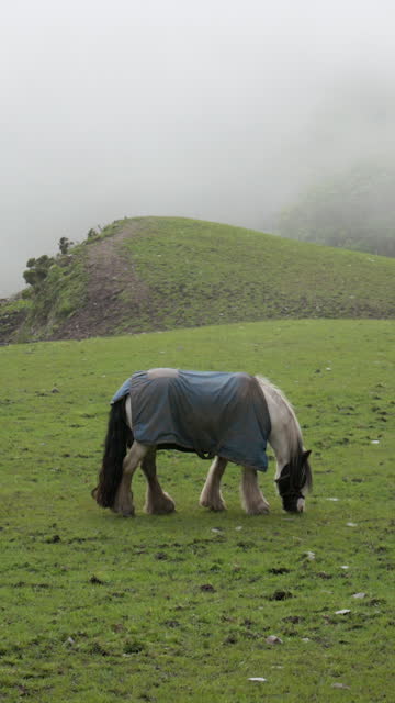 A horse clad in a blue blanket grazes leisurely in a misty, verdant field. Vertical video, zoom in.