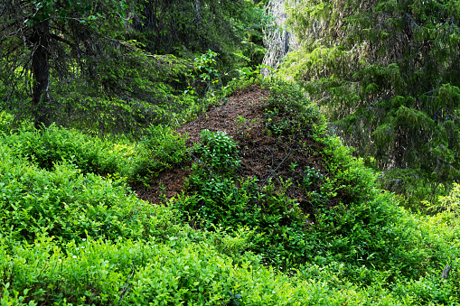 A large pine-needle ant hill in the middle of lush old-growth forest in Valtavaara near Kuusamo, Northern Finland
