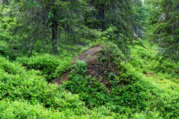 Photo of A large pine-needle ant hill in the middle of lush old-growth forest in Valtavaara near Kuusamo, Finland