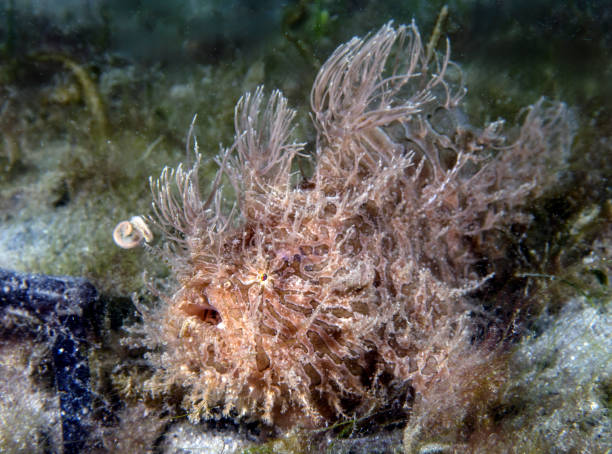 A Striated Frogfish (Antennarius striatus) in Florida, USA