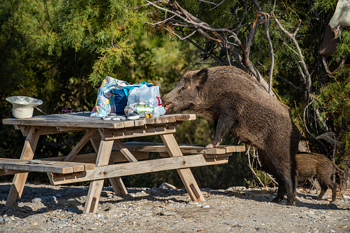 Mother wild boar and her cub trying to steal tourists' food from the picnic table. Dilek peninsula national park