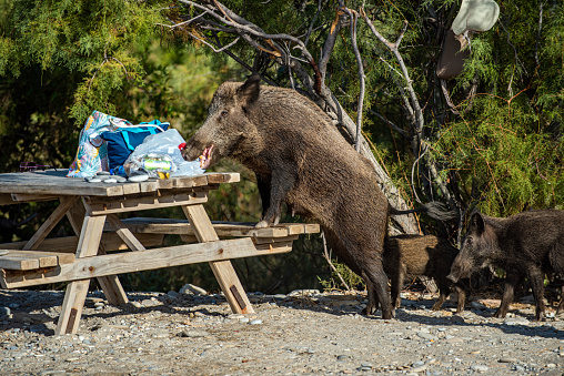 Mother wild boar and her cub trying to steal tourists' food from the picnic table. Dilek peninsula national park