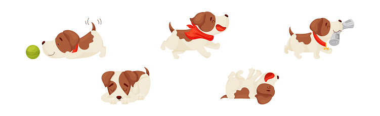 Jack Russell Terrier with Collar in Different Action Vector Set. Cute Purebred Puppy as Playful Domestic Pet Concept