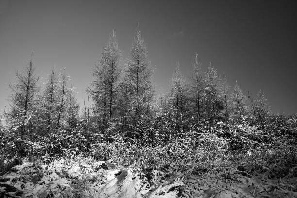 snow-covered bushes and trees during winter in the forest, Poland
