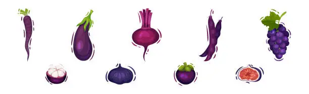 Vector illustration of Purple Fruit and Vegetable with Eggplant, Grapes, Beet and Legume Pod Vector Set