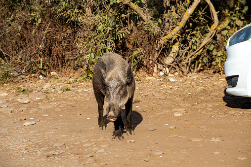 Wild boar and car encounter. Dilek peninsula national park