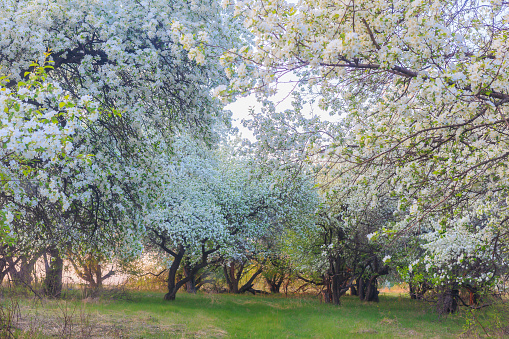 Blossoming apple trees at sunset in spring