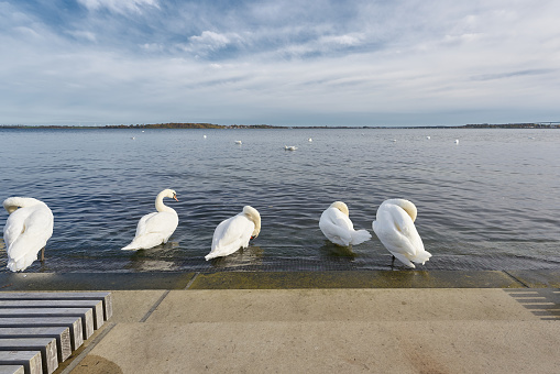 Swans on the waterfront promenade, Sundpromenade on the Strelasund in the north of Stralsund in Germany