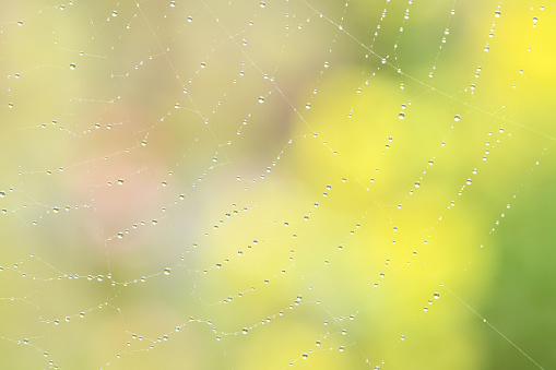 Closeup of morning dew on a spiderweb. Very shallow DOF. Soft focus.