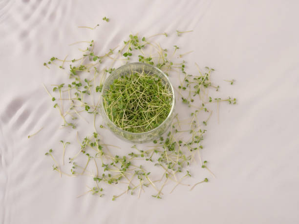 istock Micro-green in a glass cup top view on a gray background. Cut sprouted arugula sprouts are scattered on the table. The concept of proper nutrition and growing greens at home 2076116456