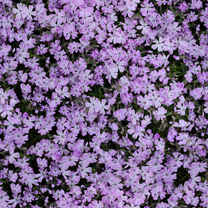 Seamless pattern of pink background from flower, Phlox subulate. Top view background, texture