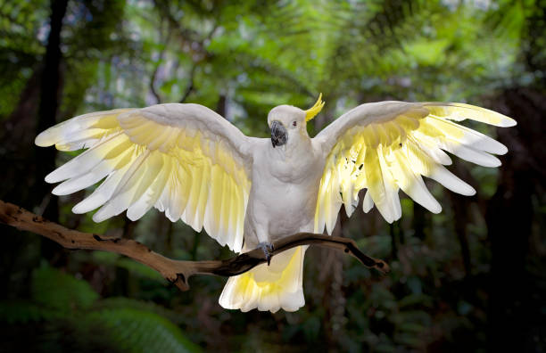 istock Cockatoo with wings spread 2076122774