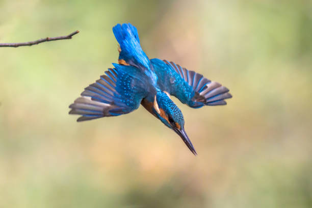 Common European Kingfisher (Alcedo atthis).  river kingfisher diving in water from lookout post on green natural background