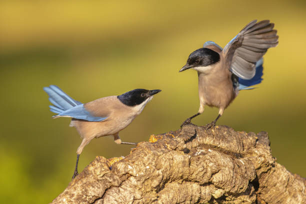 istock Iberian magpie on trunk against bright background 2076130030