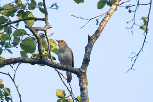 istock Thrush nightingale singing on a beautiful spring evening in a woodland in Estonia 2076132689