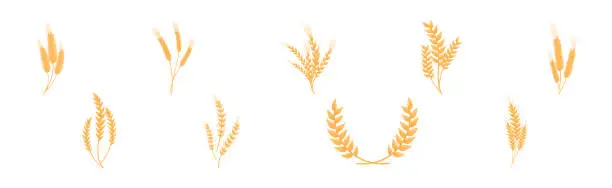 Vector illustration of Ear of Wheat or Barley as Grain Crop or Cereal Cultivated Grass on Stalk Vector Set