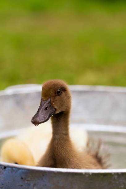 Duckling